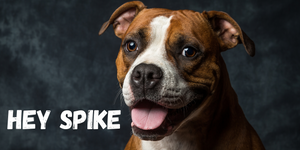 Spike the bulldog cat got your tongue?